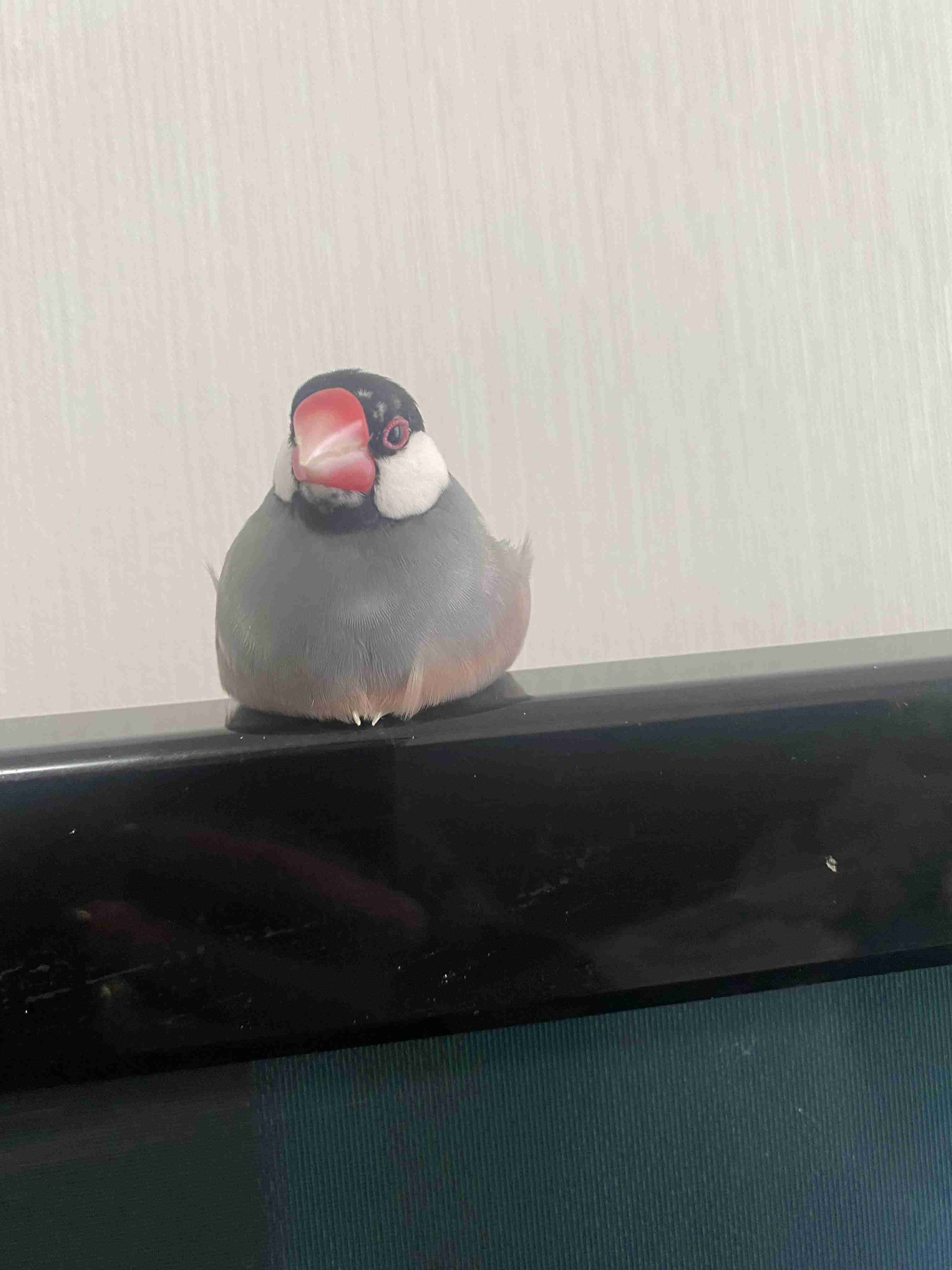 身バレしない程度にみんなのお家のペット(種類は何でもOK)が集まるトピ