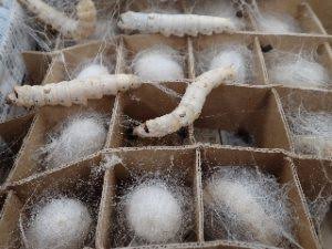 身バレしない程度にみんなのお家のペット(種類は何でもOK)が集まるトピ