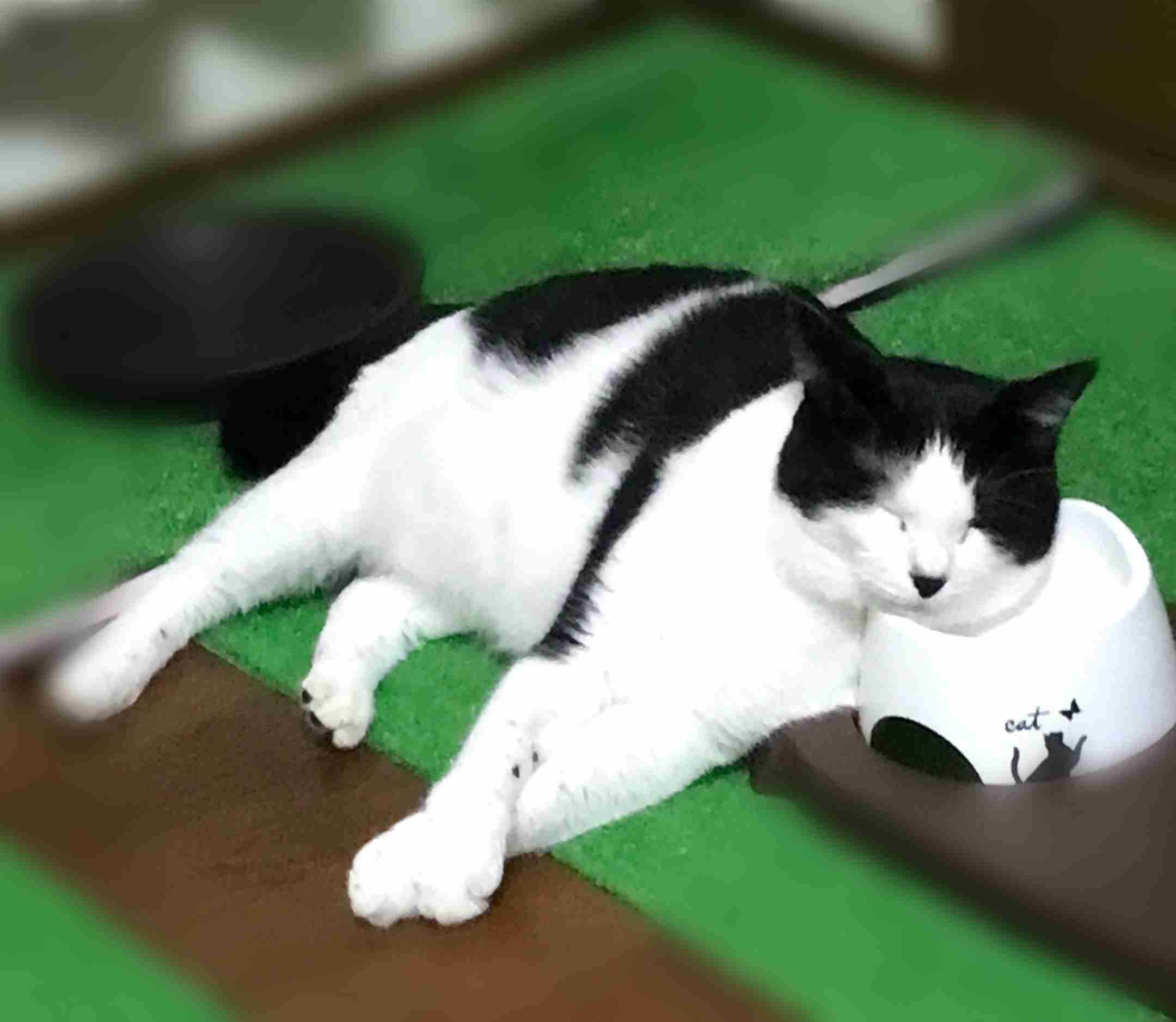 身バレしない程度にみんなのお家のペット(種類は何でもOK)が集まるトピ
