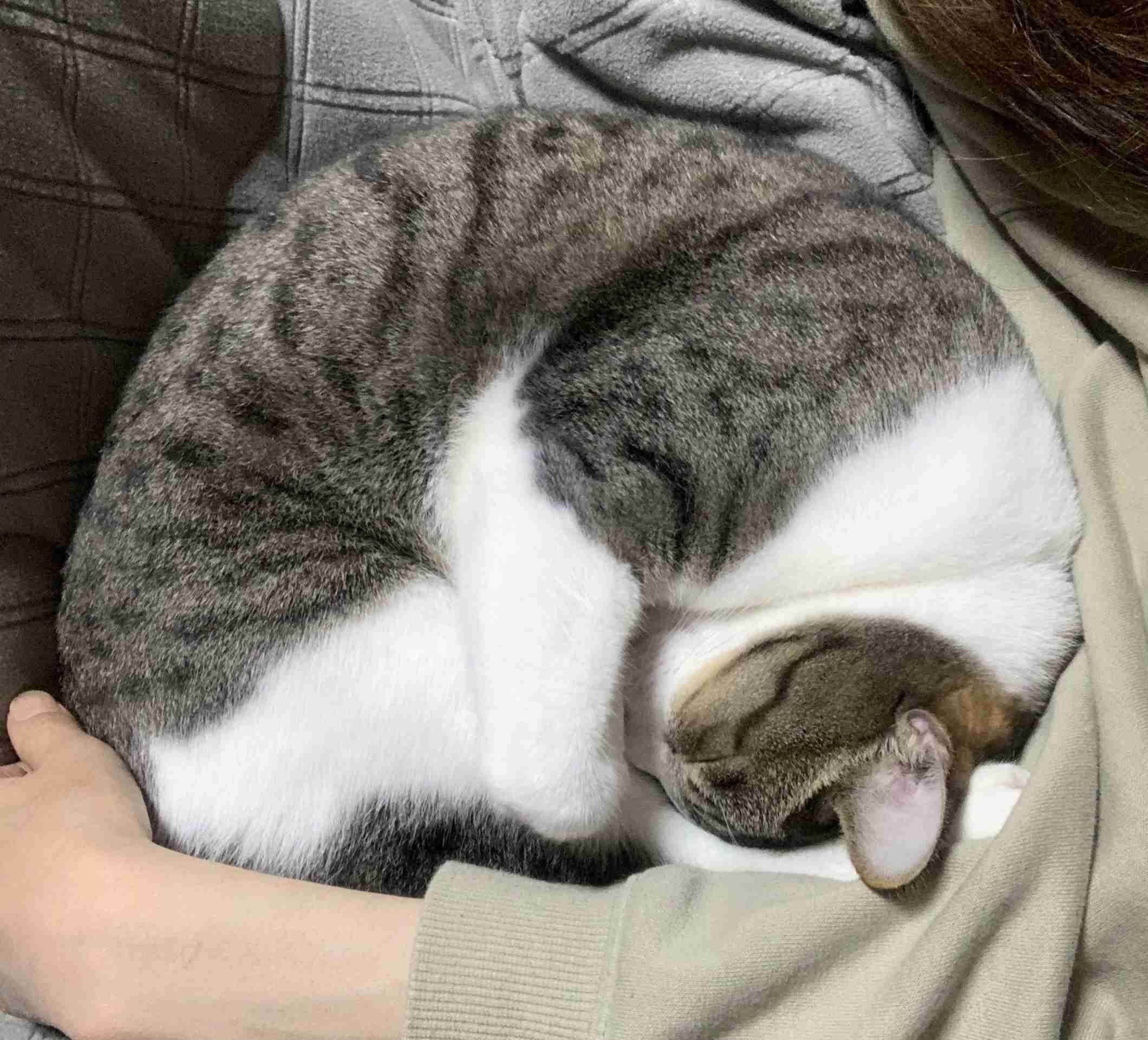 身バレしない程度にみんなのお家のペット(種類は何でもOK)が集まるトピ