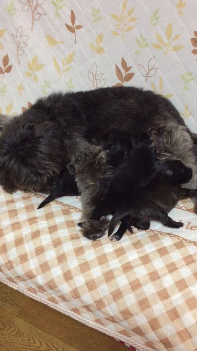 身バレしない程度にみんなのお家のペット(種類は何でもOK)が集まるトピ