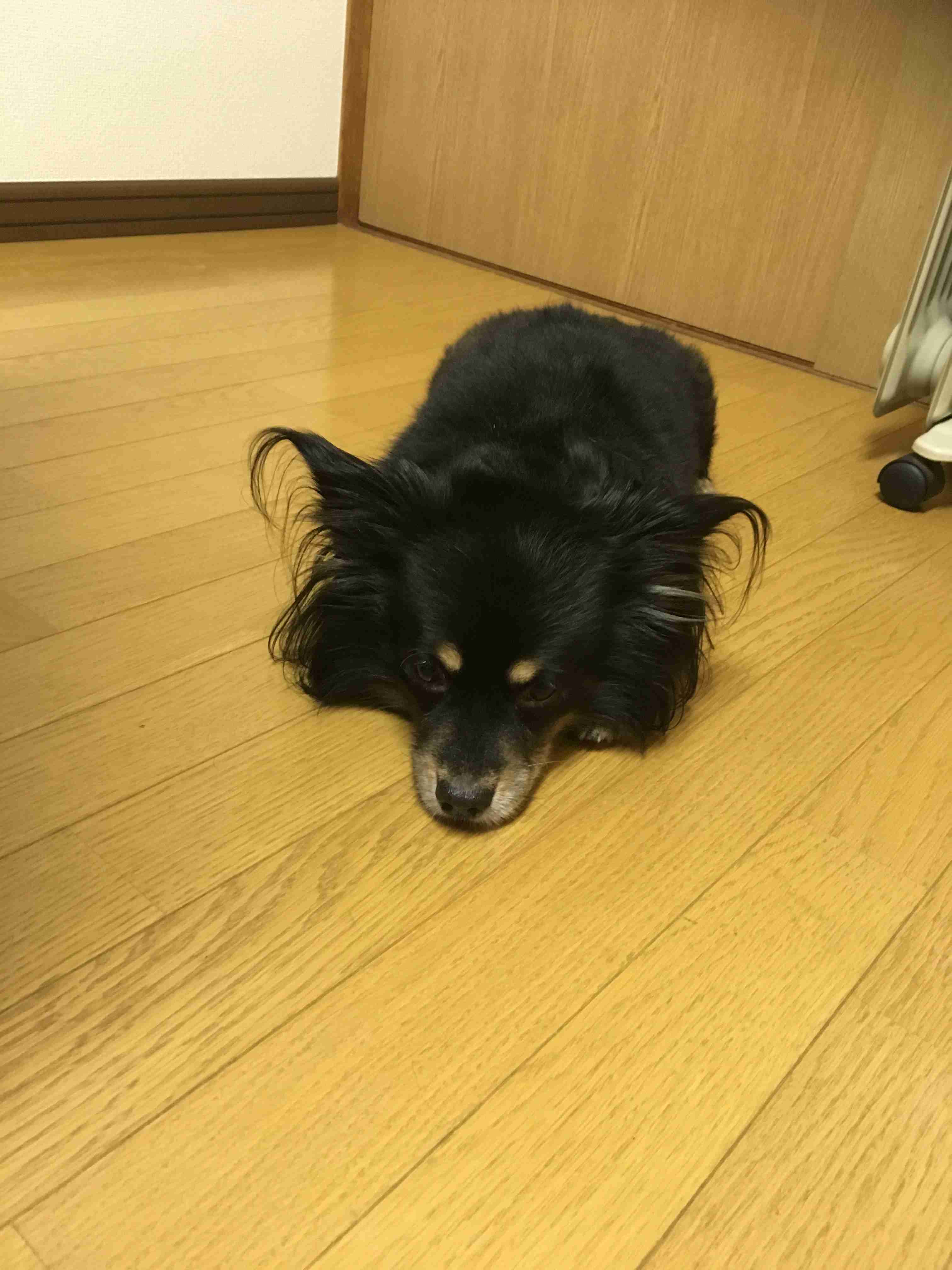 身バレしない程度にみんなのお家のペット(種類は何でもOK)が集まるトピ