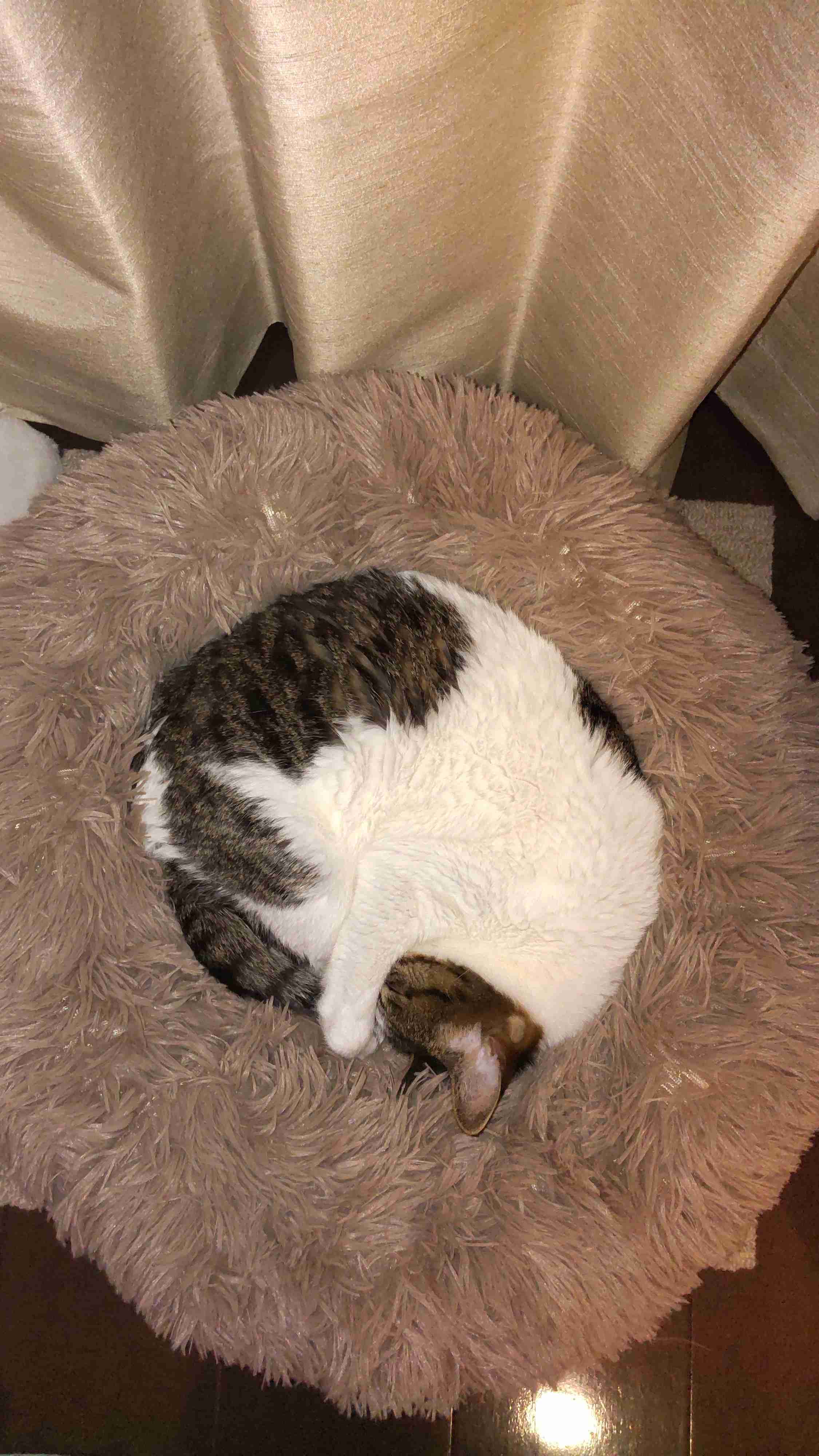 身バレしない程度にみんなのお家のペット(種類は何でもOK)が集まるトピ