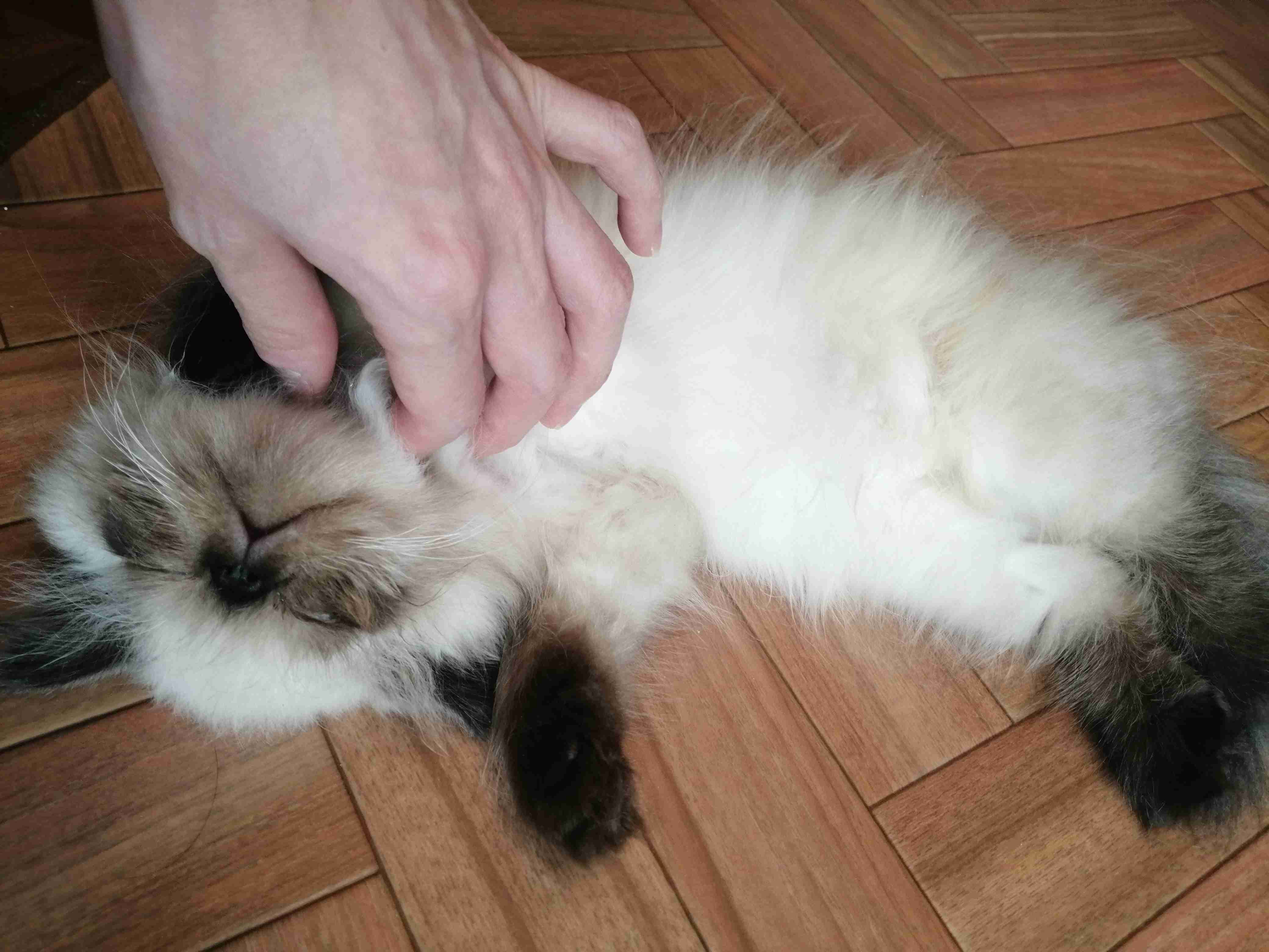 身バレしない程度にみんなのお家のペット(種類は何でもOK)が集まるトピ