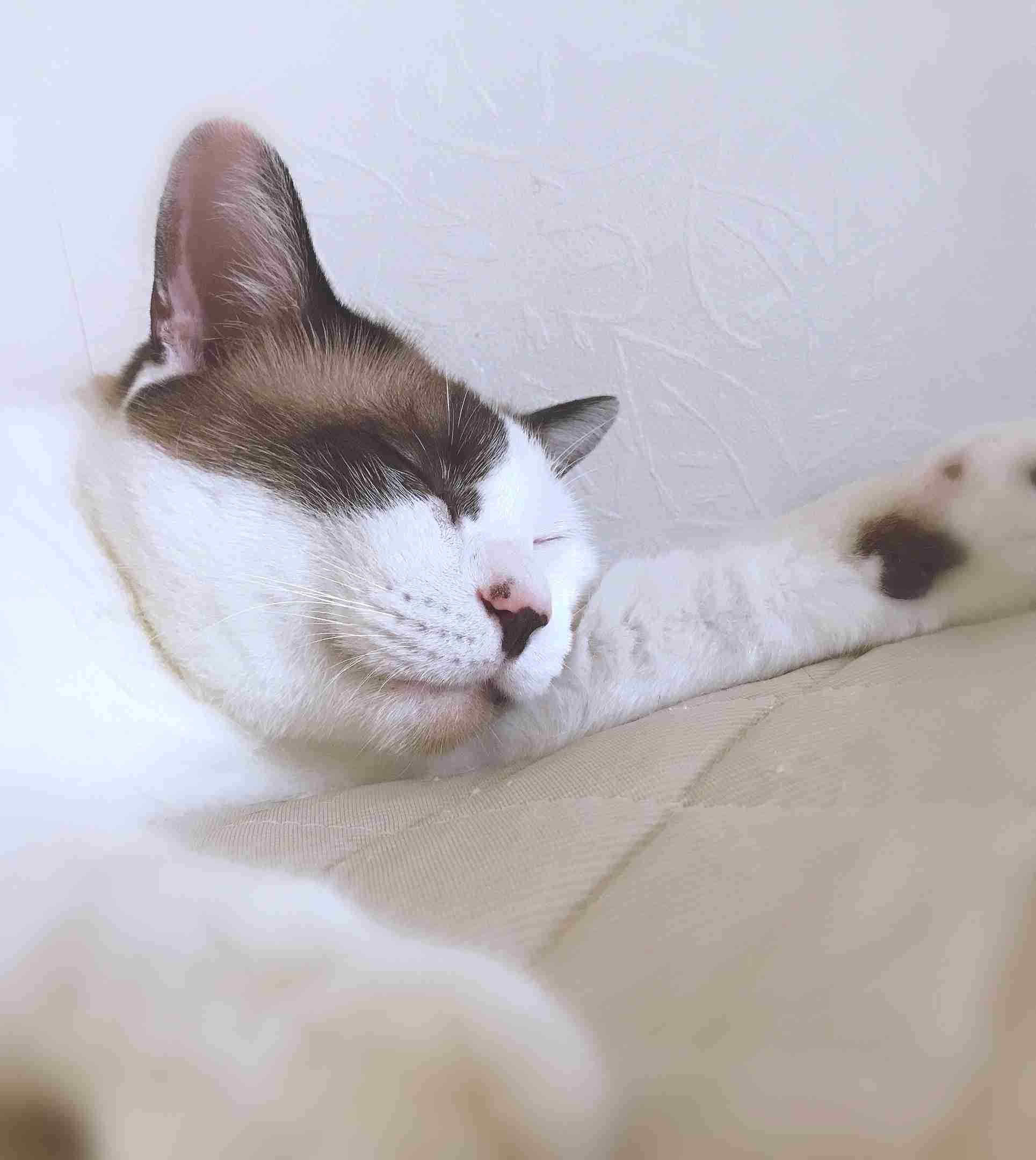 身バレしない程度にみんなのお家のペット(種類は何でもOK)が集まるトピ