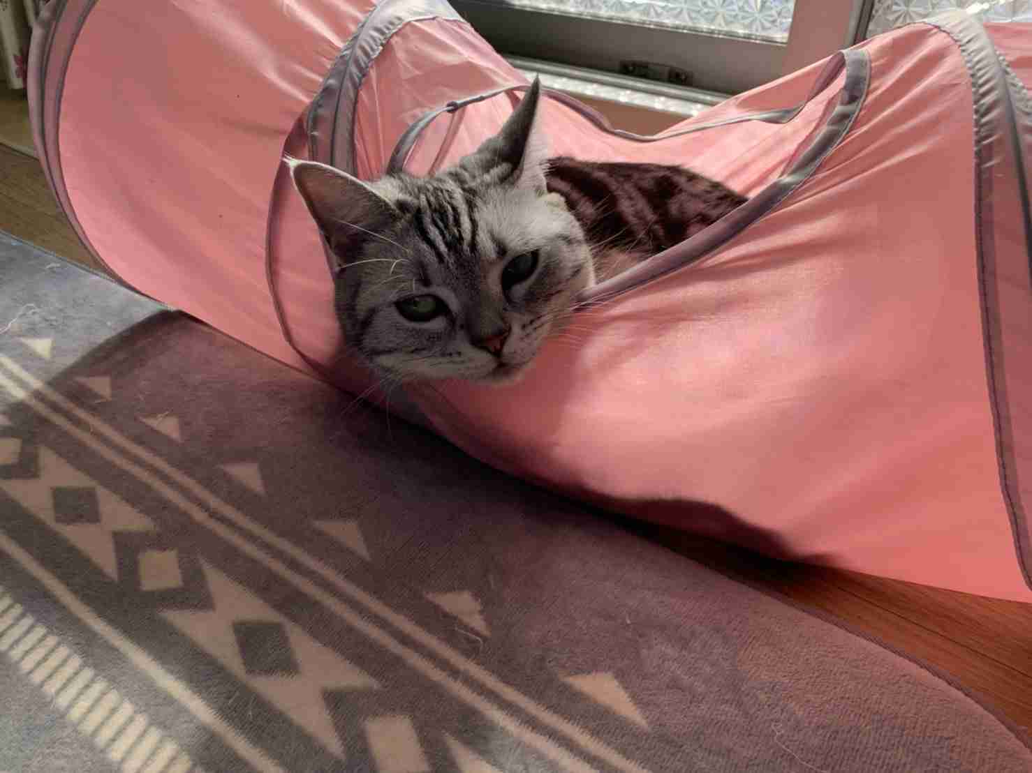 身バレしない程度にみんなのお家のペット(種類は何でもOK)が集まるトピ