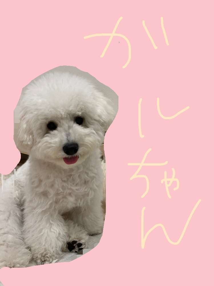 身バレしない程度にみんなのお家のペット(種類は何でもOK)が集まるトピ