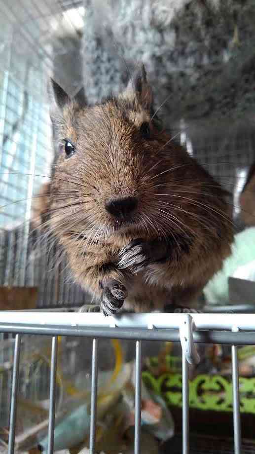 身バレしない程度にみんなのお家のペット(種類は何でもOK)が集まるトピ
