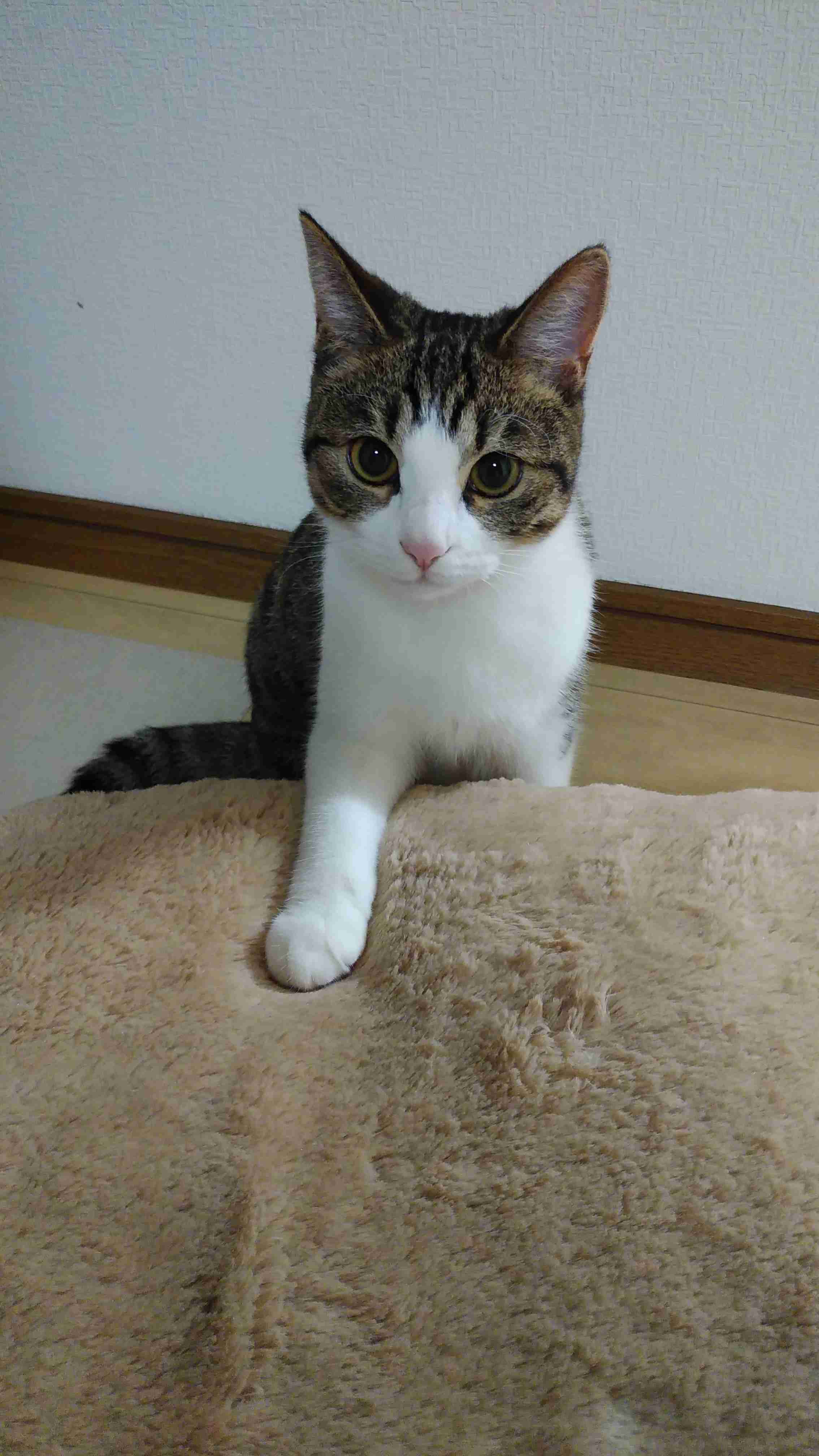身バレしない程度にみんなのお家のペット(種類は何でもOK)が集まるトピ
