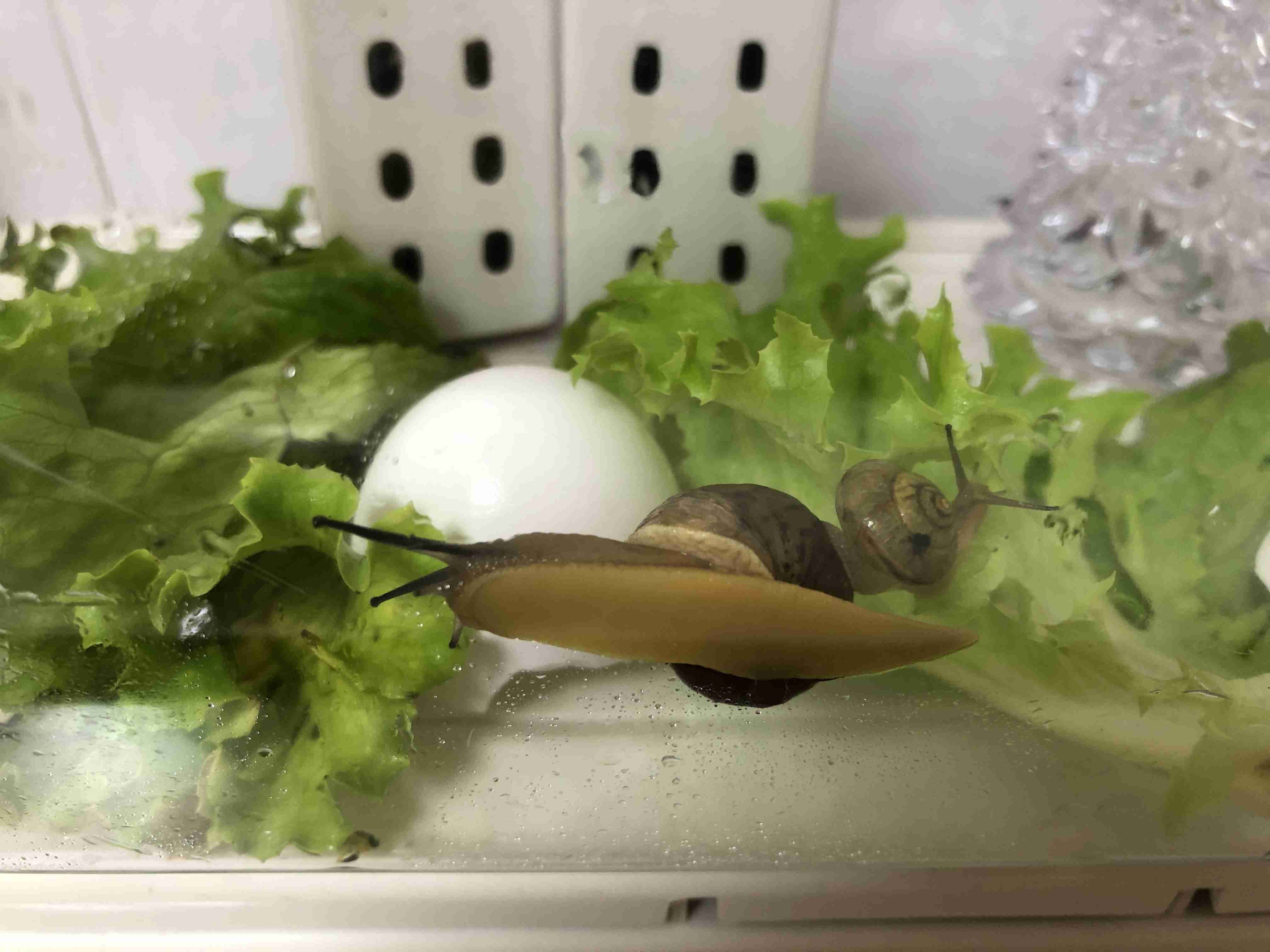 身バレしない程度にみんなのお家のペット(種類は何でもOK)が集まるトピ