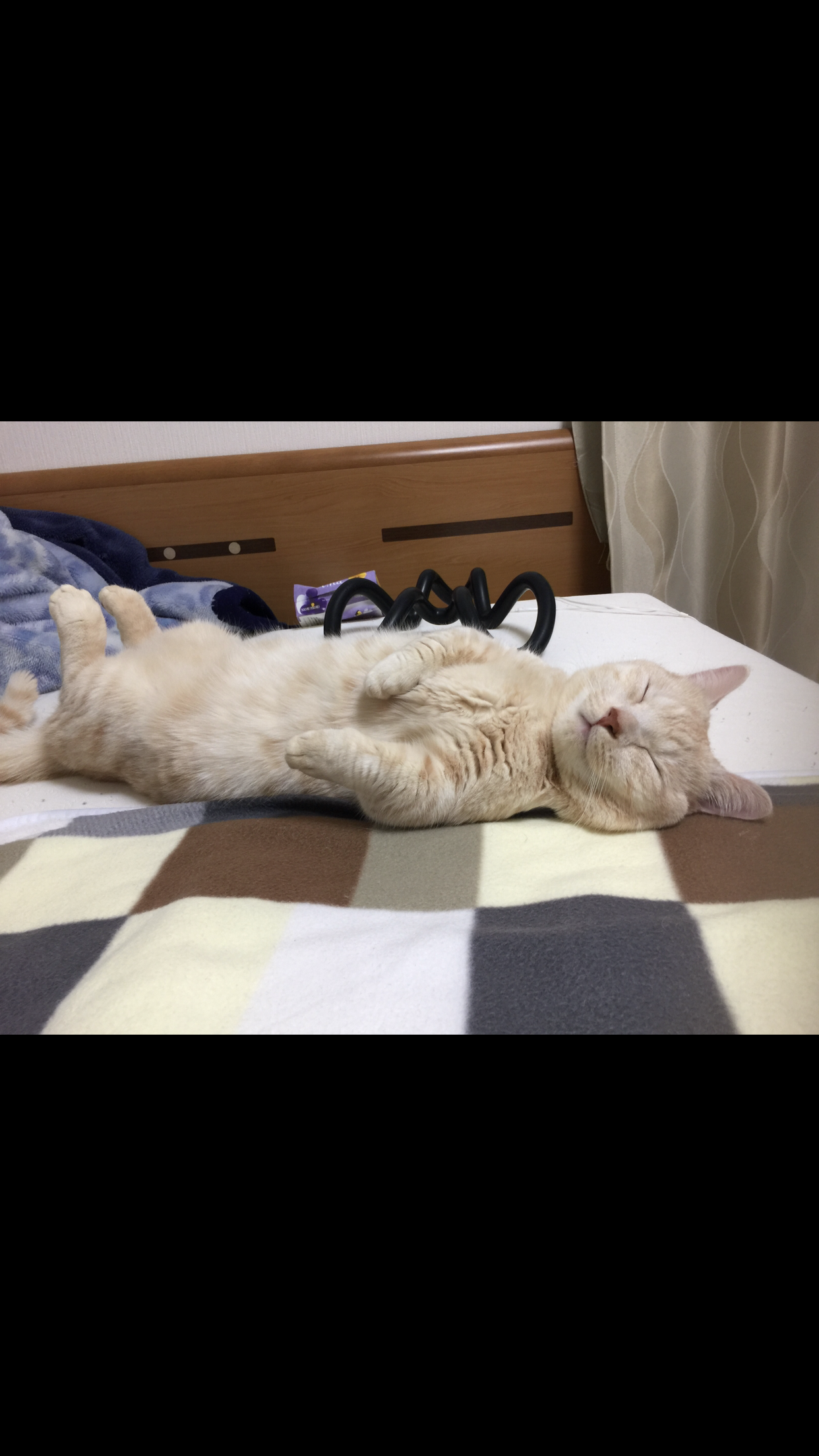 身バレしない程度にみんなのお家のペット(種類は何でもOK)が集まるトピ