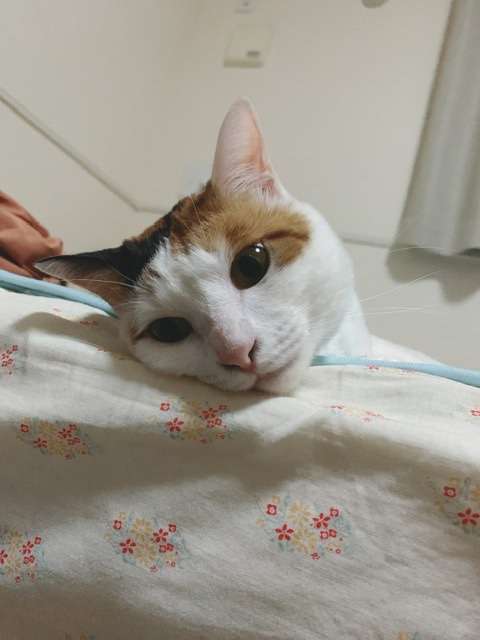 身バレしない程度にみんなのお家のペット(種類は何でもOK)が集まるトピ