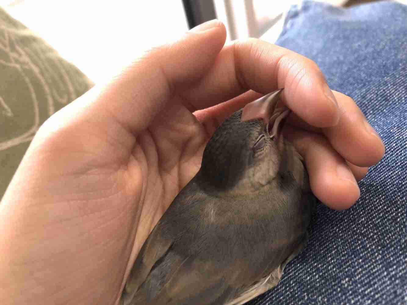 身バレしない程度にみんなのお家のペット(種類は何でもOK)が集まるトピ