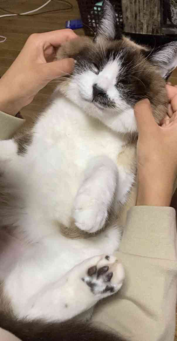 身バレしない程度にみんなのお家のペット(種類は何でもOK)が集まるトピ
