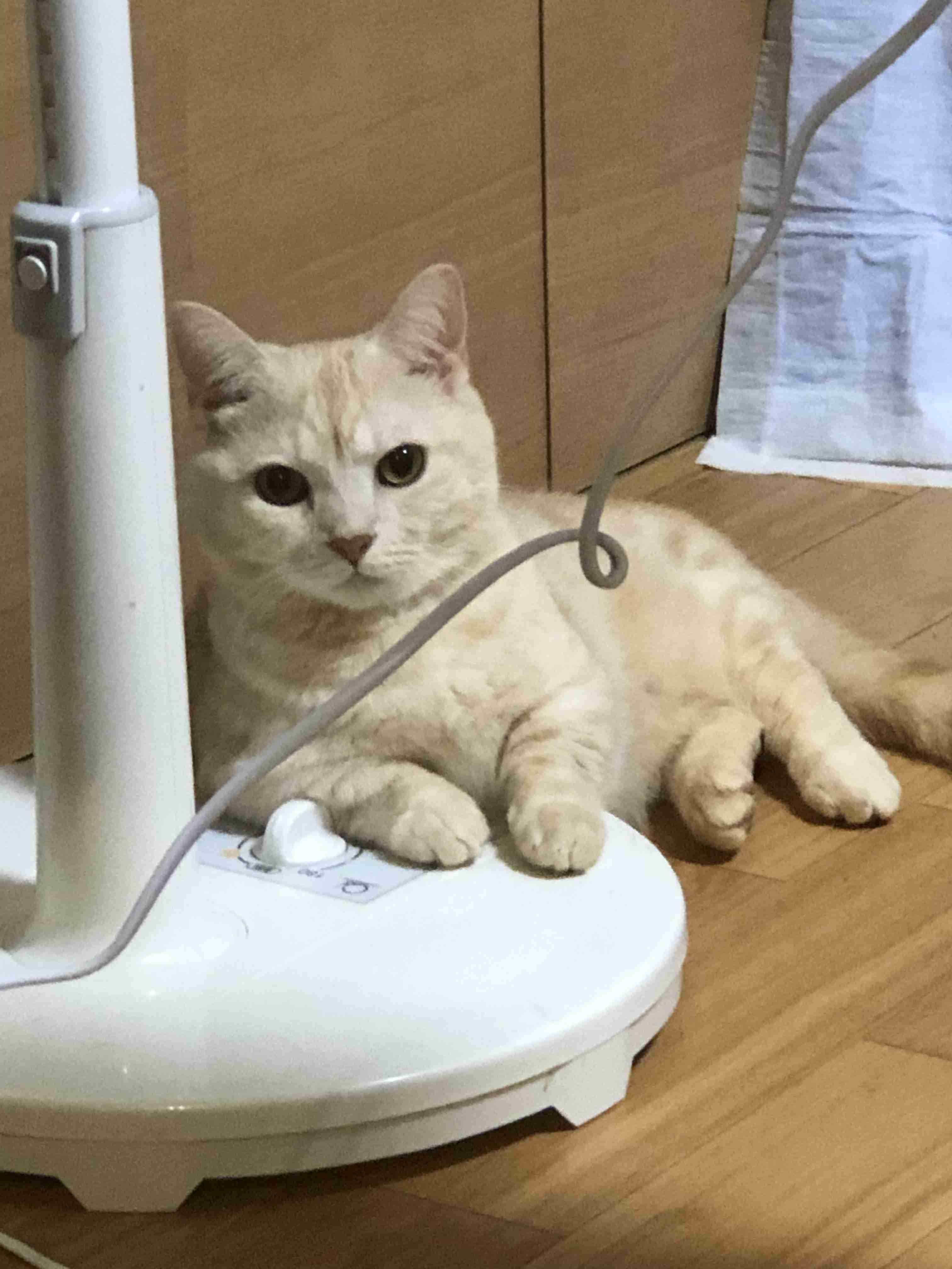 身バレしない程度にみんなのお家のペット(種類は何でもOK)が集まるトピ