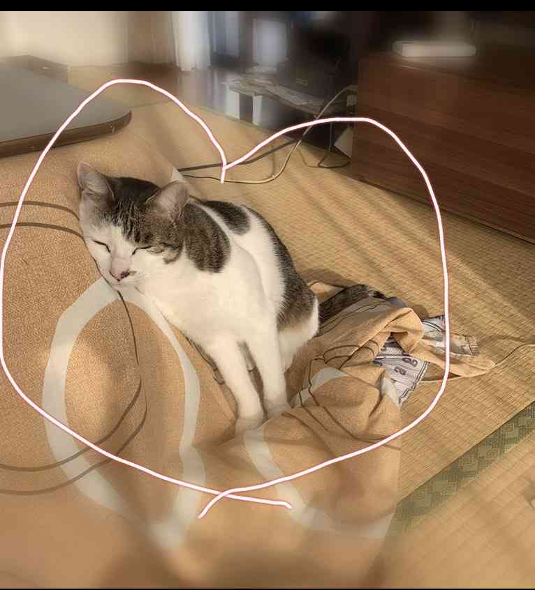 身バレしない程度にみんなのお家のペット(種類は何でもOK)が集まるトピ