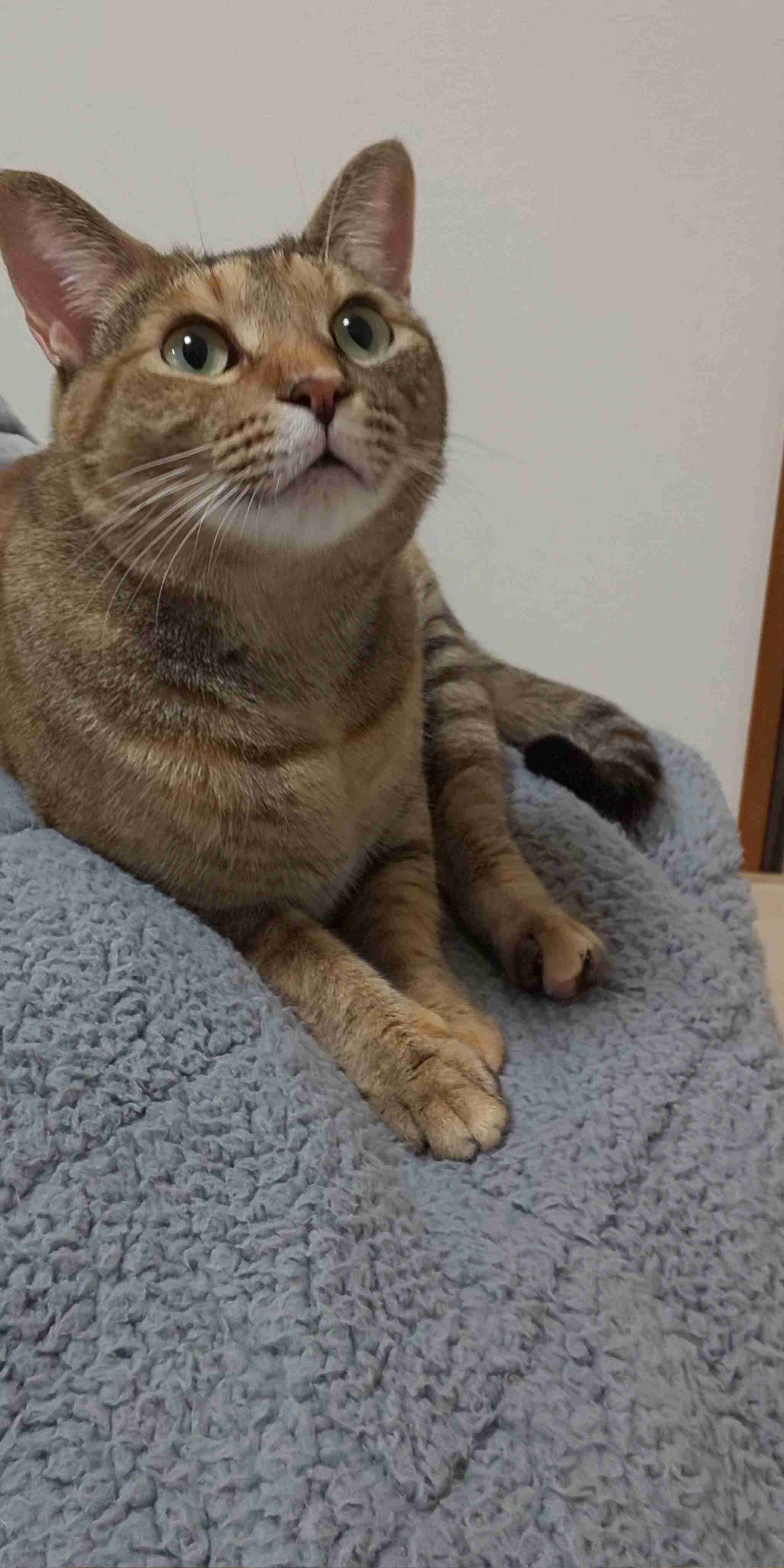 身バレしない程度にみんなのお家のペット(種類は何でもOK)が集まるトピ