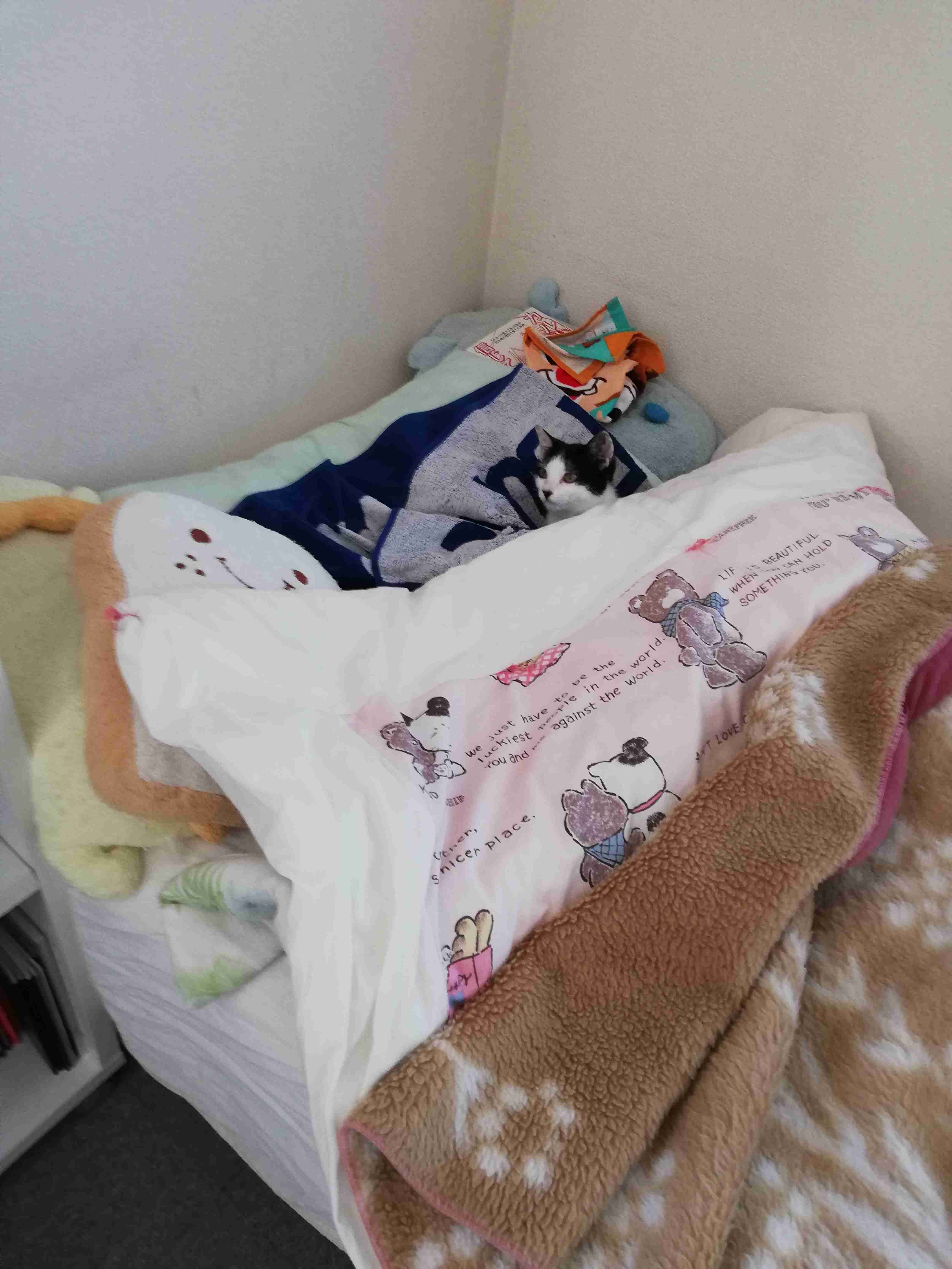 身バレしない程度にみんなのお家のペット(種類は何でもOK)が集まるトピ