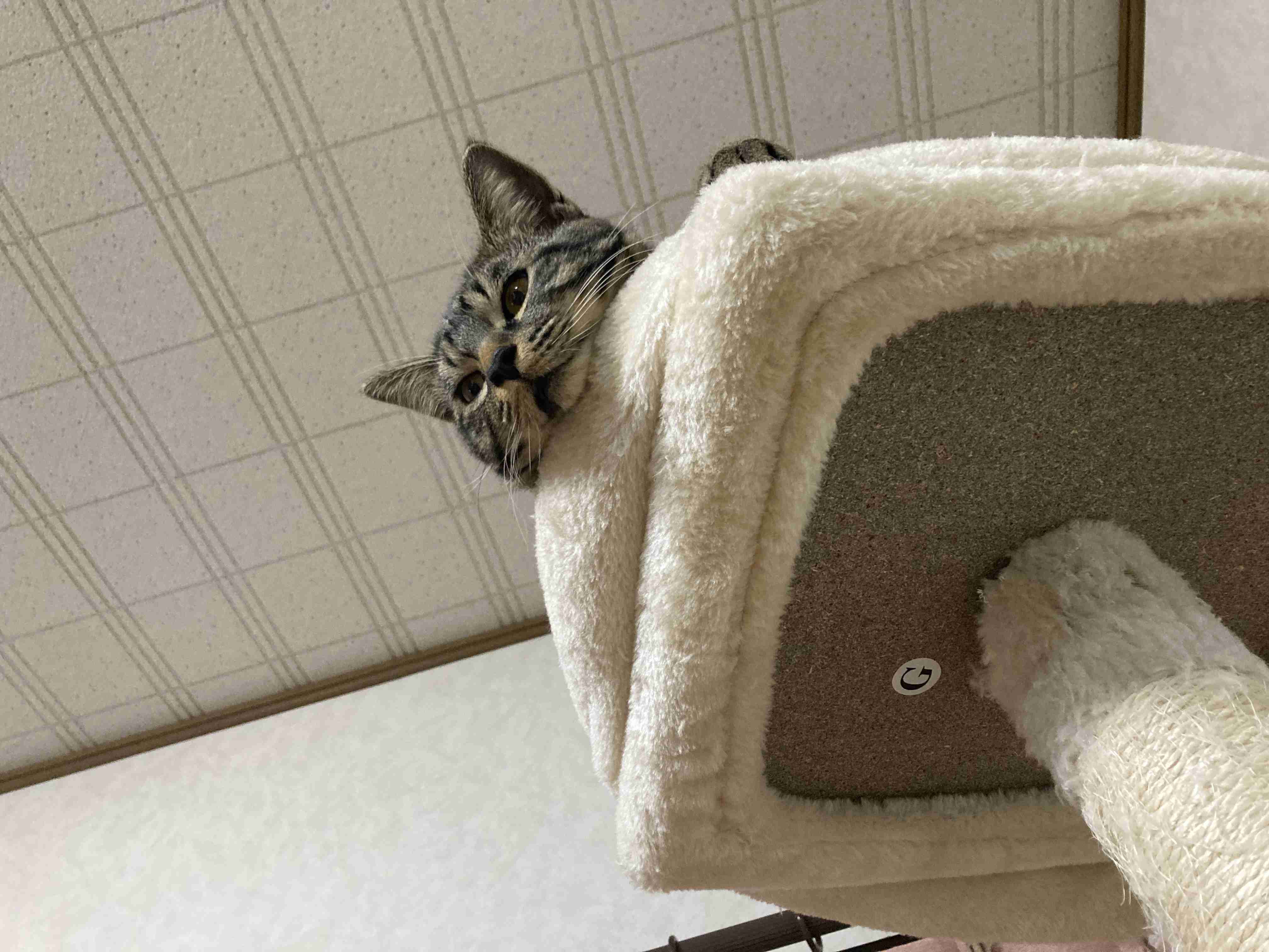 身バレしない程度にみんなのお家のペット(種類は何でもOK)が集まるトピ