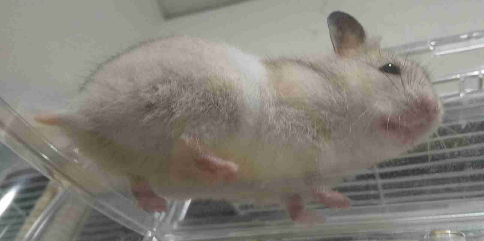 身バレしない程度にみんなのお家のペット(種類は何でもOK)が集まるトピ
