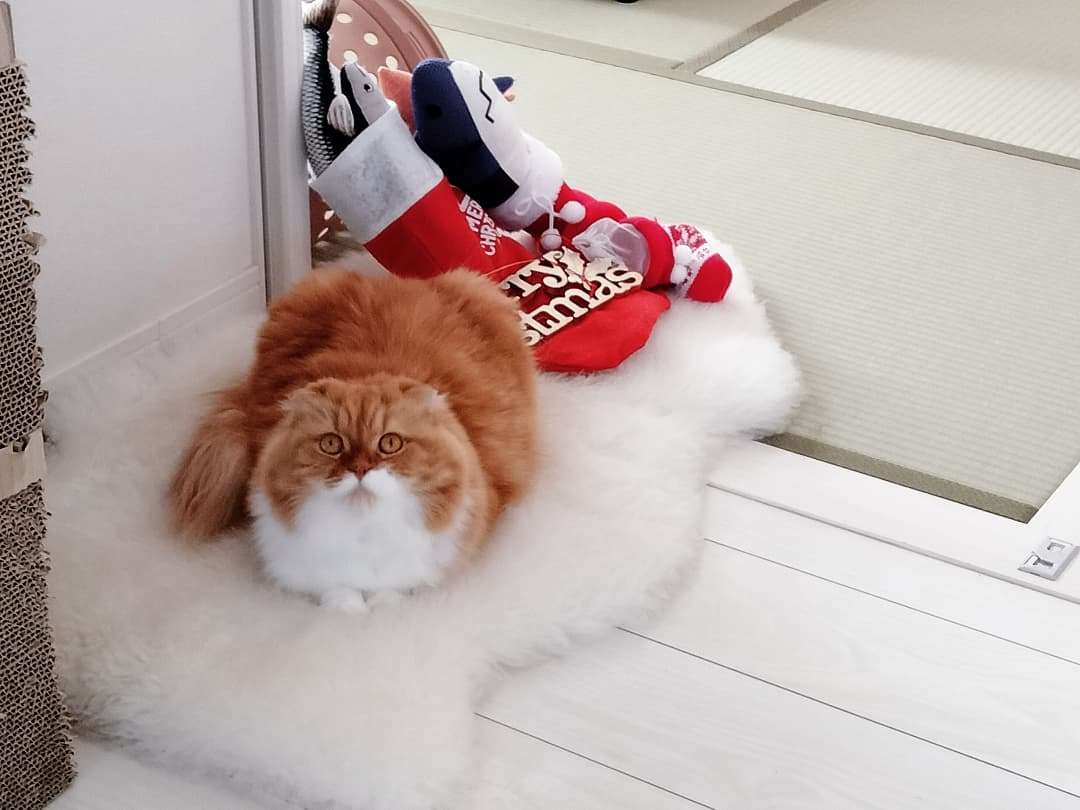 身バレしない程度にみんなのお家のペット(種類は何でもOK)が集まるトピ