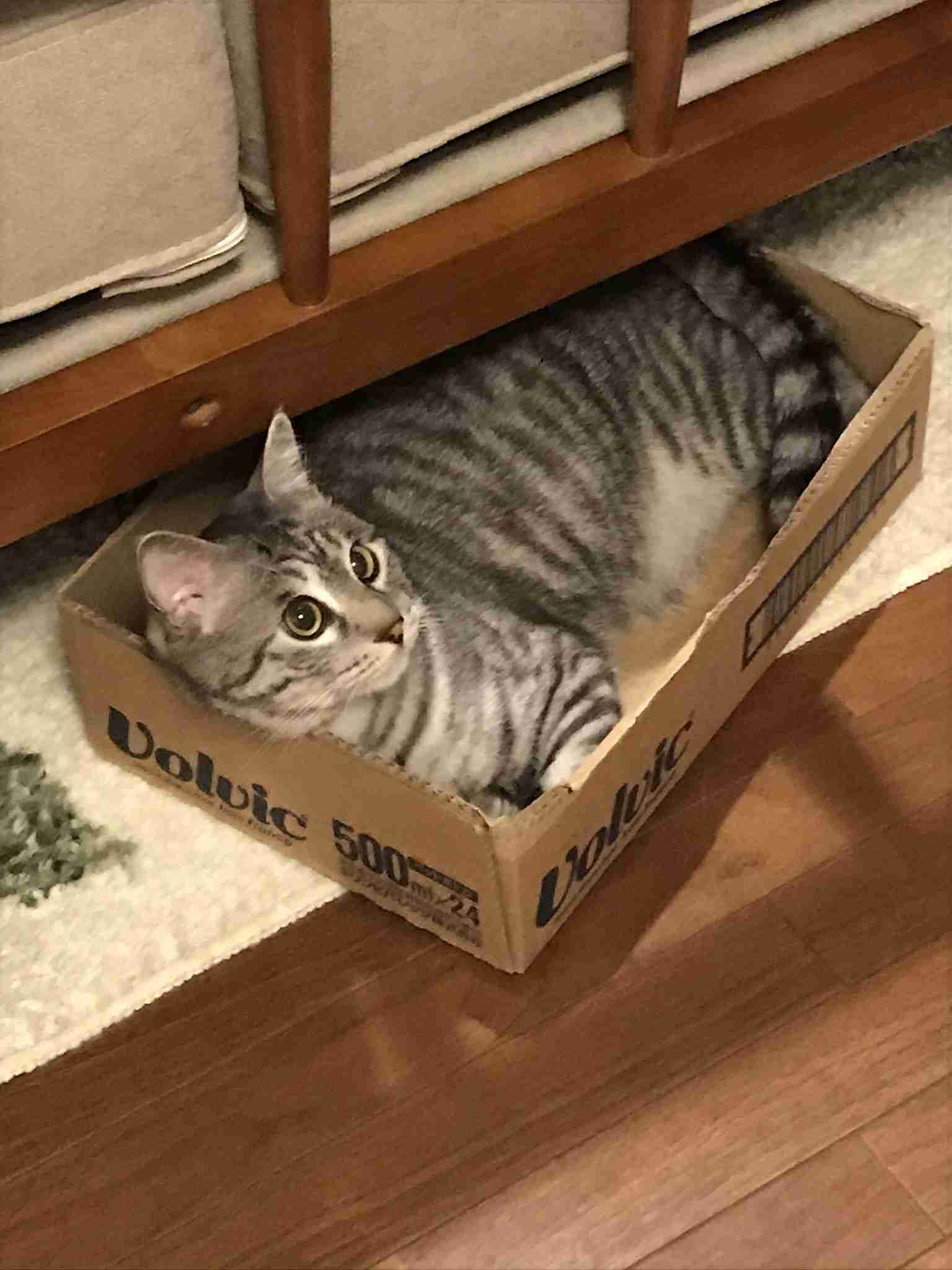 身バレしない程度にみんなのお家のペット(種類は何でもOK)が集まるトピ