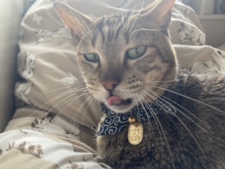 身バレしない程度にみんなのお家のペット(種類は何でもOK)が集まるトピ