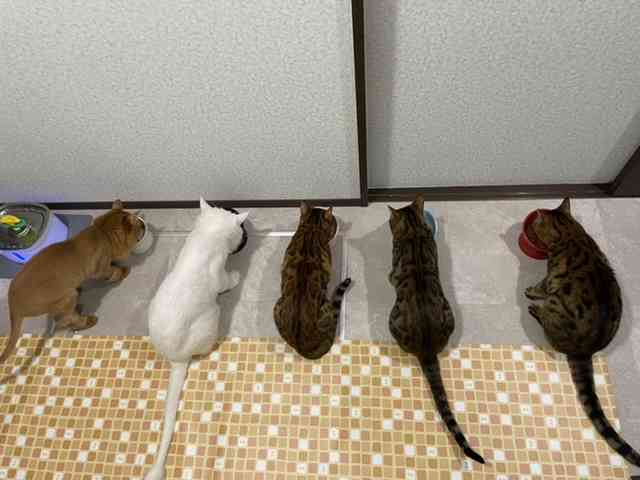 身バレしない程度にみんなのお家のペット(種類は何でもOK)が集まるトピ