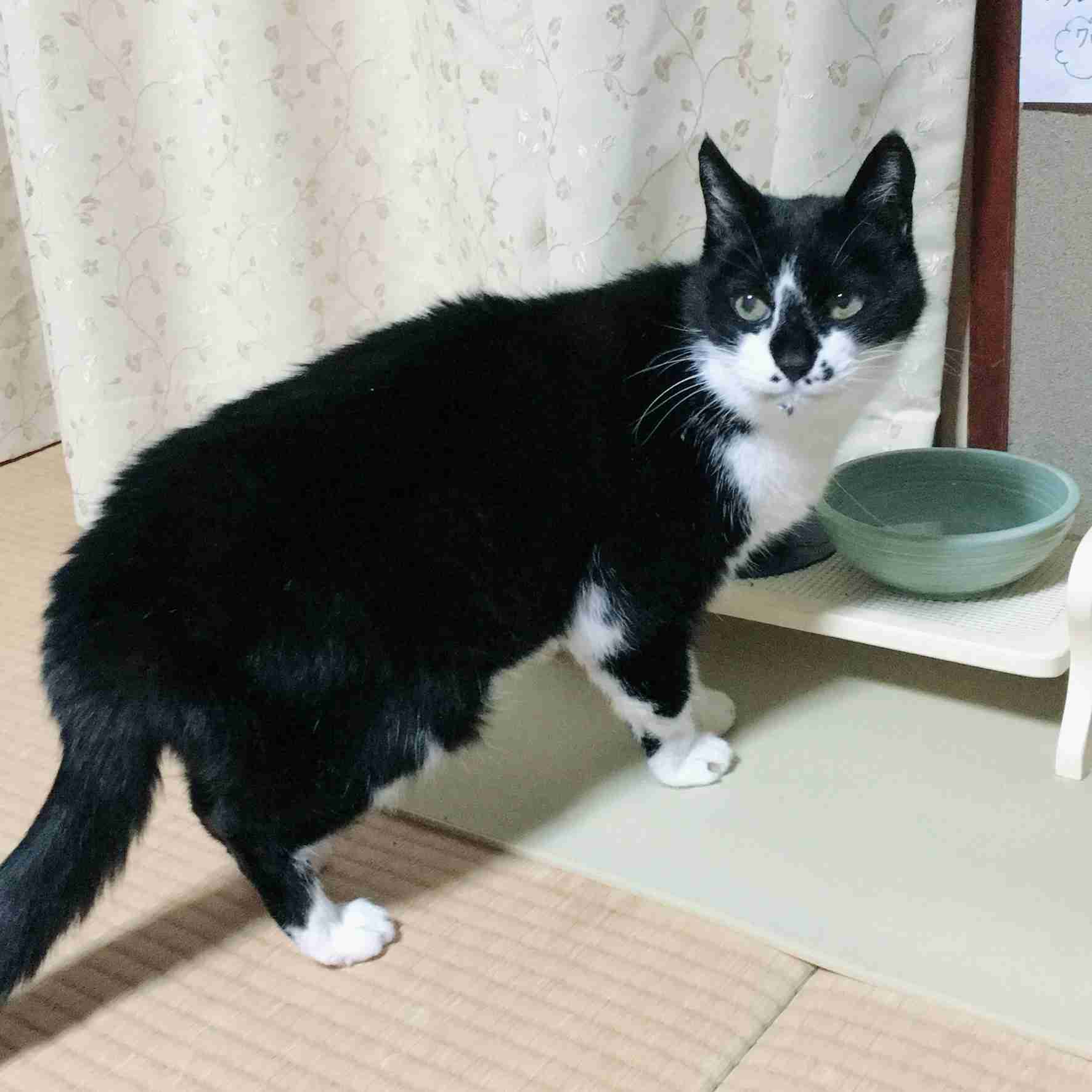 身バレしない程度にみんなのお家のペット(種類は何でもOK)が集まるトピ