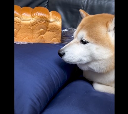 ドッグフードのおすすめ