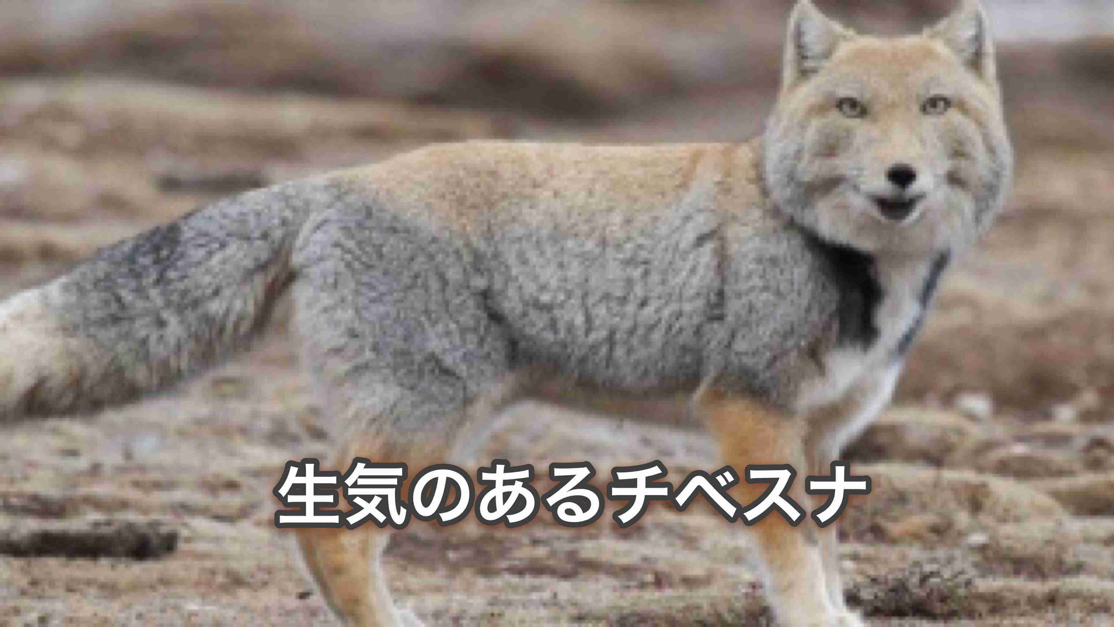 富岳4冠4連覇 スパコン世界ランク