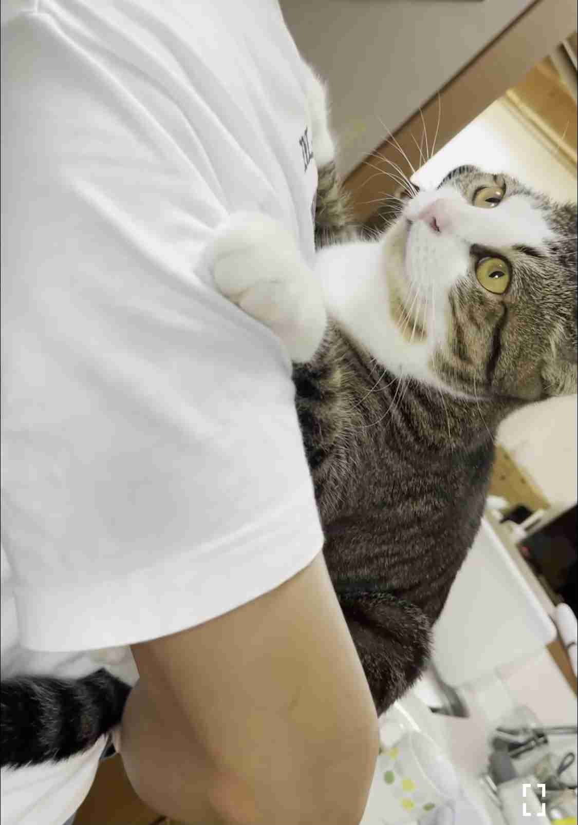人間嫌いで居場所のなかった猫 最高の家と友達を見つけ幸せな生活を送る(英)