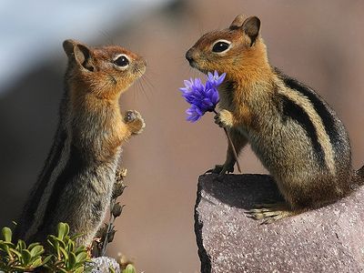 数年遅れの結婚祝いをしますか?