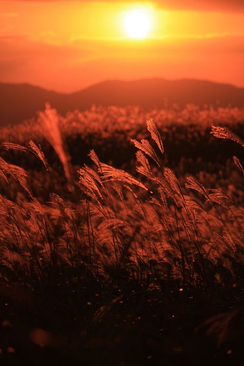 【夕焼け】日本各地の美しい夕日が見たい！【夕日】