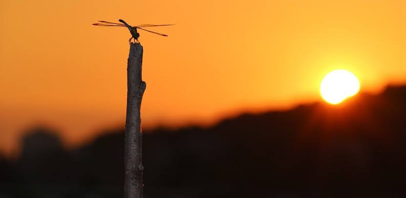【夕焼け】日本各地の美しい夕日が見たい！【夕日】