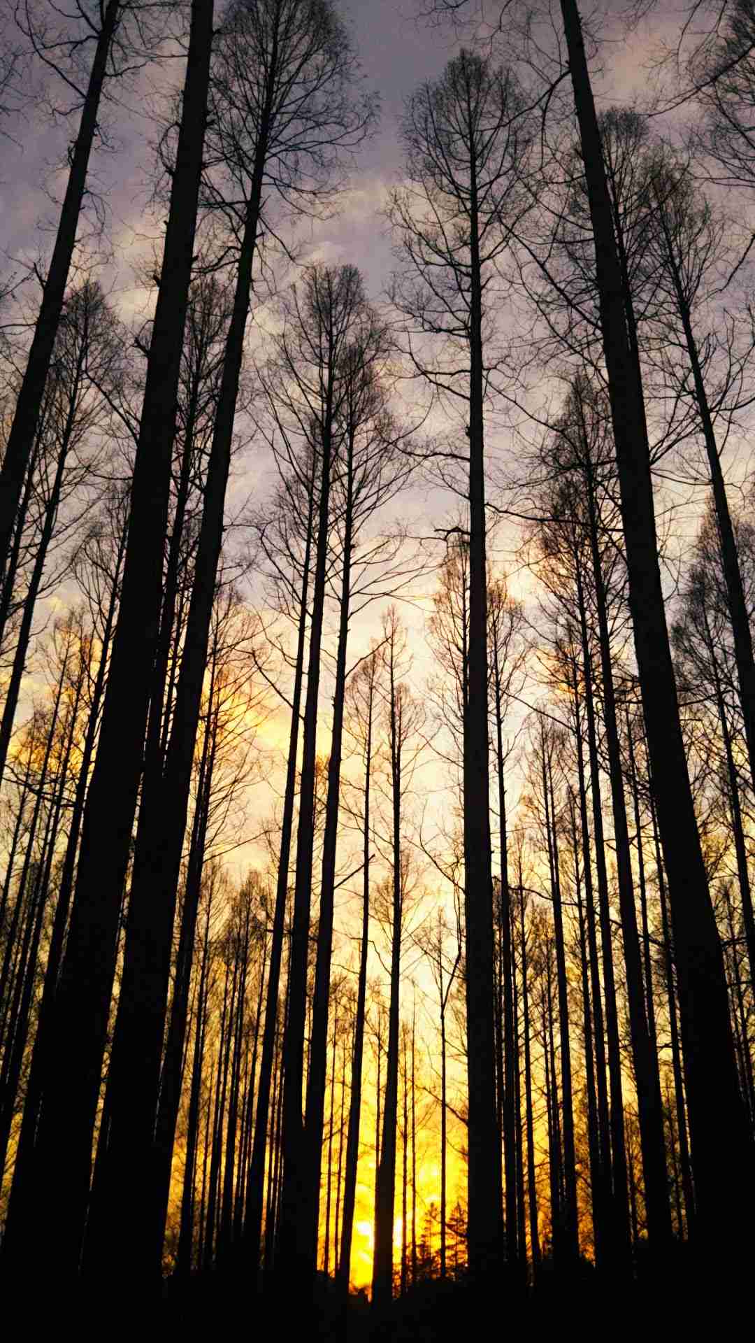 【夕焼け】日本各地の美しい夕日が見たい！【夕日】