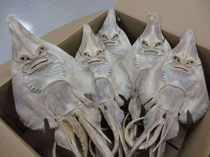 未確認生物らしきものを見たことある人いますか？