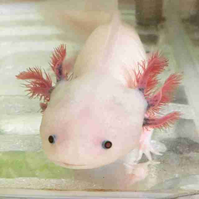 未確認生物らしきものを見たことある人いますか？