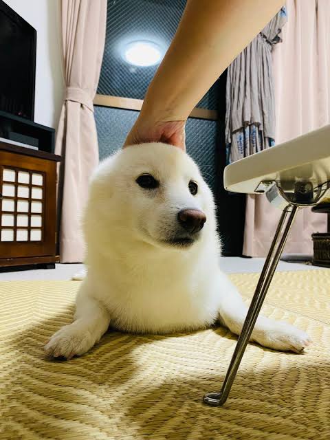 未確認生物らしきものを見たことある人いますか？