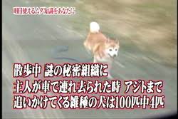 復活して欲しいバラエティー番組