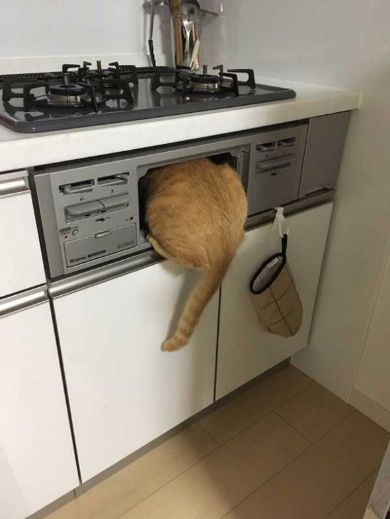 キッチンでやらかした事件簿