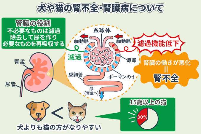 2億円超の寄付が集まった猫の腎臓病治療薬 東大が臨床試験再開へ