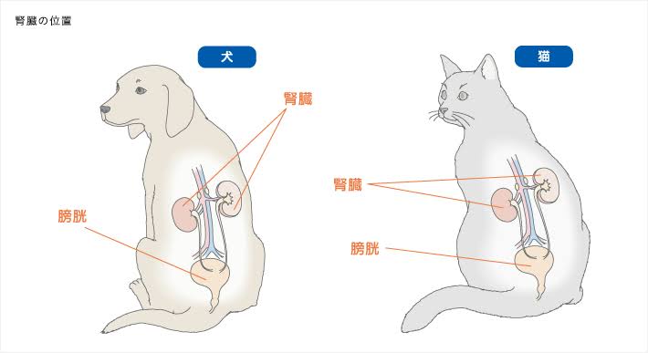 2億円超の寄付が集まった猫の腎臓病治療薬 東大が臨床試験再開へ