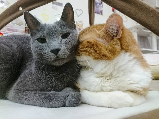 恋人同士に見える画像を貼るトピ