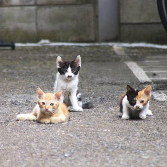 意外と高いものより安い方が良かったもの