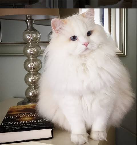 ふわふわして見られる