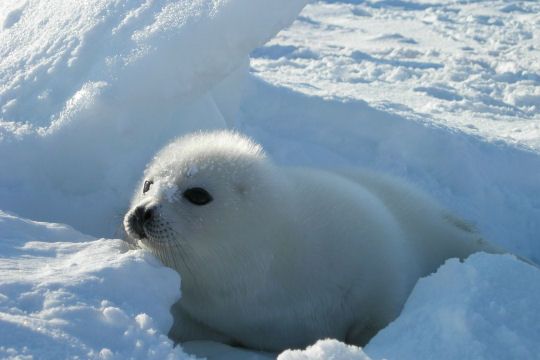 ふわふわして見られる