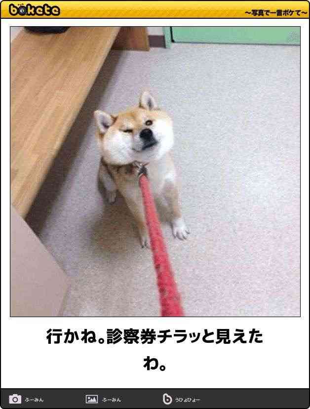 愛犬に「病院行こっか！」と話しかけたら…　ワンコが浮かべた「絶望顔」が強烈すぎて愛おしい