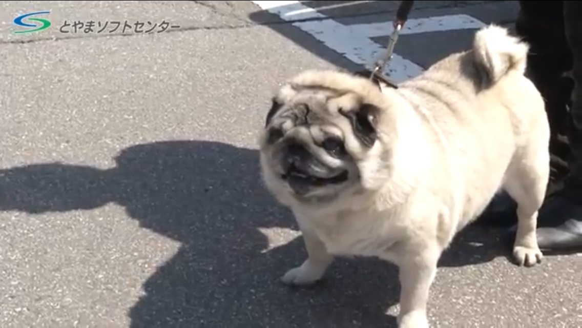 愛犬に「病院行こっか！」と話しかけたら…　ワンコが浮かべた「絶望顔」が強烈すぎて愛おしい