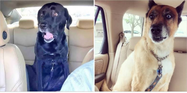 愛犬に「病院行こっか！」と話しかけたら…　ワンコが浮かべた「絶望顔」が強烈すぎて愛おしい